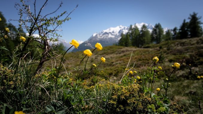 Utforska Sveriges fjällflora illustration